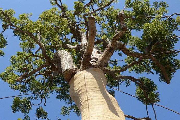 シンボルツリー